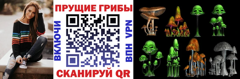 хочу   Нолинск  Псилоцибиновые грибы Cubensis 
